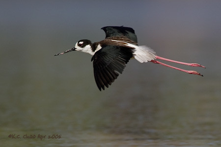 Black-necked Stilt