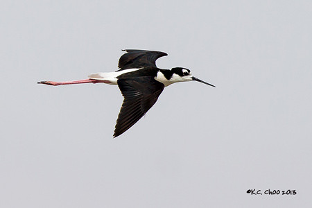 Black-necked Stilt