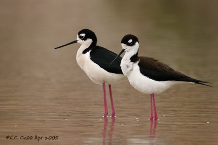 Black-necked Stilt