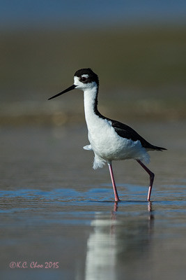 Black-necked Stilt