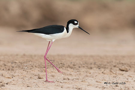 Black-necked Stilt