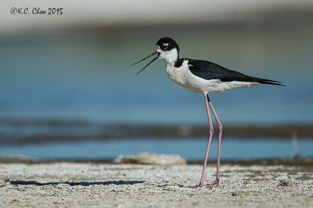 Black-necked Stilt