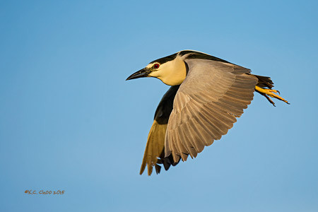 Black- Night Heron