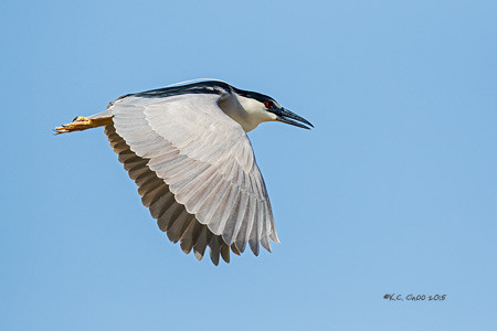 Black- Night Heron