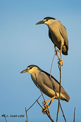 Black- Night Heron