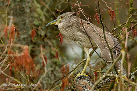 Black- Night Heron