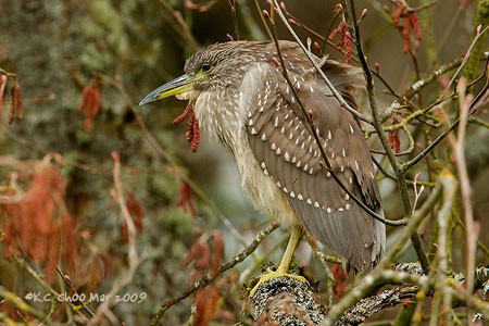Black Night Heron