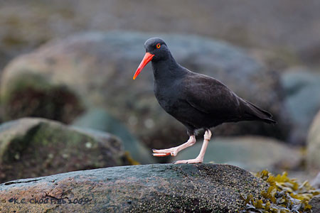 Black Oystercatcher
