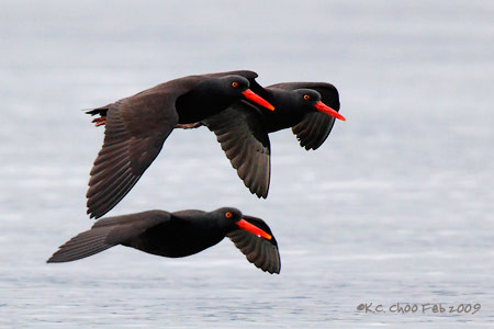 Black Oystercatcher