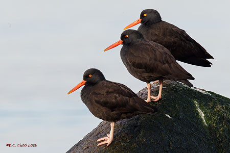 Black Oystercatcher