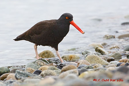 Black Oystercatcher