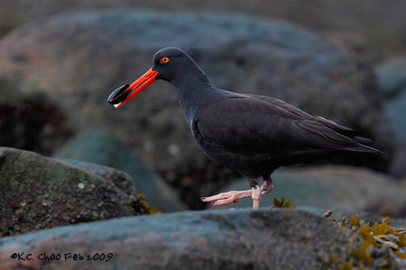 Black Oystercatcher