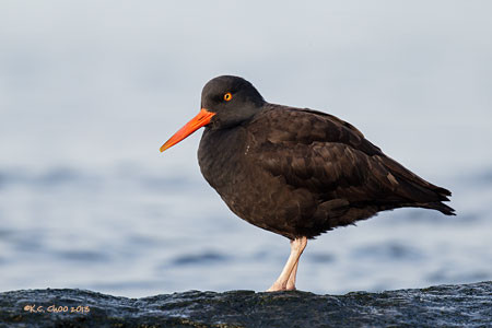 Black Oystercatcher