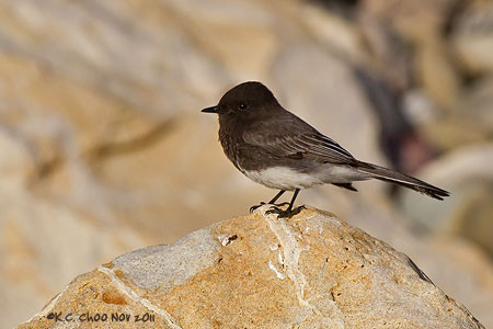 Black Phoebe