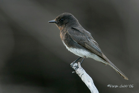 Black Phoebe