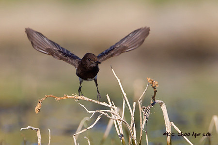 Black Phoebe
