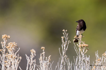 Black Phoebe