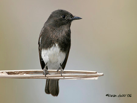 Black Phoebe