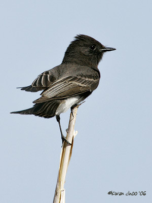 Black Phoebe