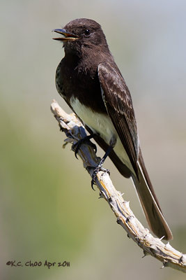 Black Phoebe