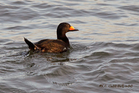 Black Scoter