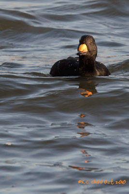 Black Scoter