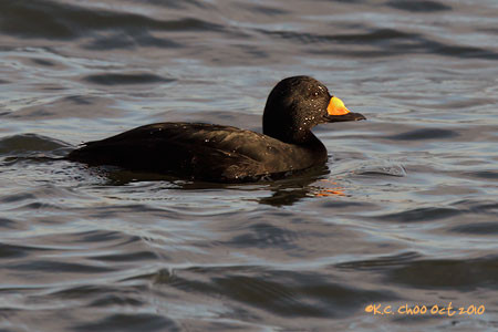 Black Scoter