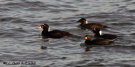 Black Scoter