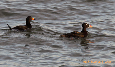 Black Scoter