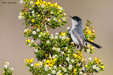 Black-tailed Gnatcatcher