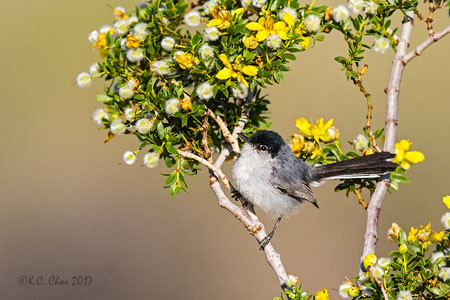 Black-tailed Gnatcatcher