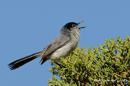 Black-tailed Gnatcatcher