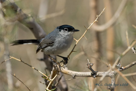 Black-tailed Gnatcatcher
