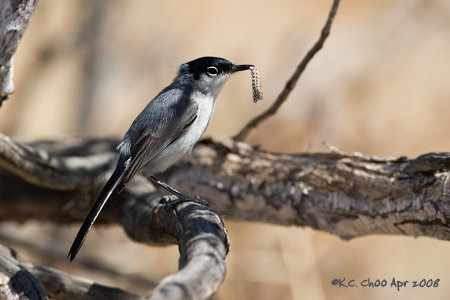Black-tailed Gnatcatcher