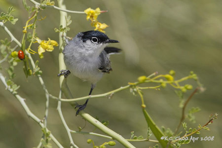 Black-tailed Gnatcatcher