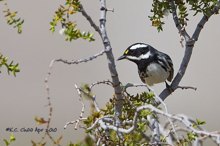 Black-throated Gray Warbler