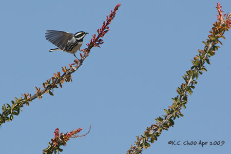 Black-throated Gray Warbler