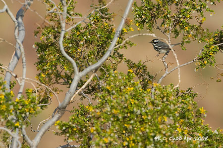 Black-throated Gray Warbler