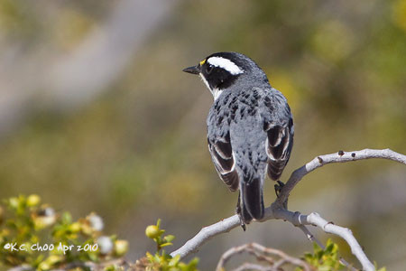 Black-throated Gray Warbler