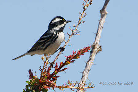 Black-throated Gray Warbler