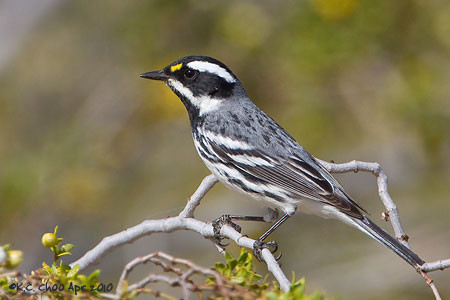 Black-throated Gray Warbler