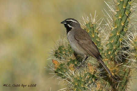 Black-throated Sparrow