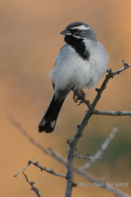 Black-throated Sparrow