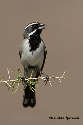 Black-throated Sparrow