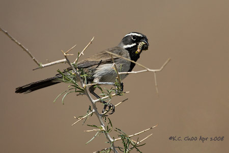 Black-throated Sparrow