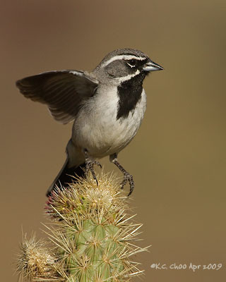 Black-throated Sparrow