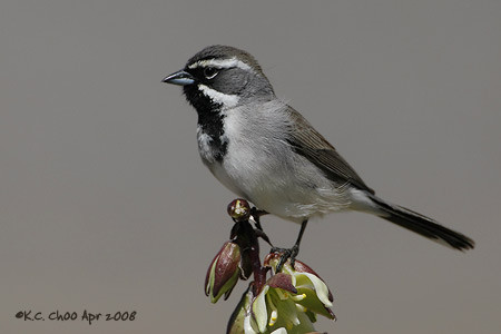 Black-throated Sparrow