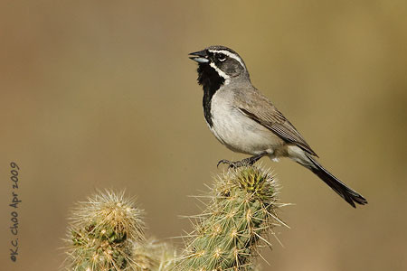 Black-throated Sparrow