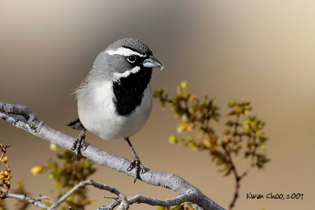 Black-throated Sparrow