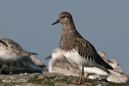 Black Turnstone